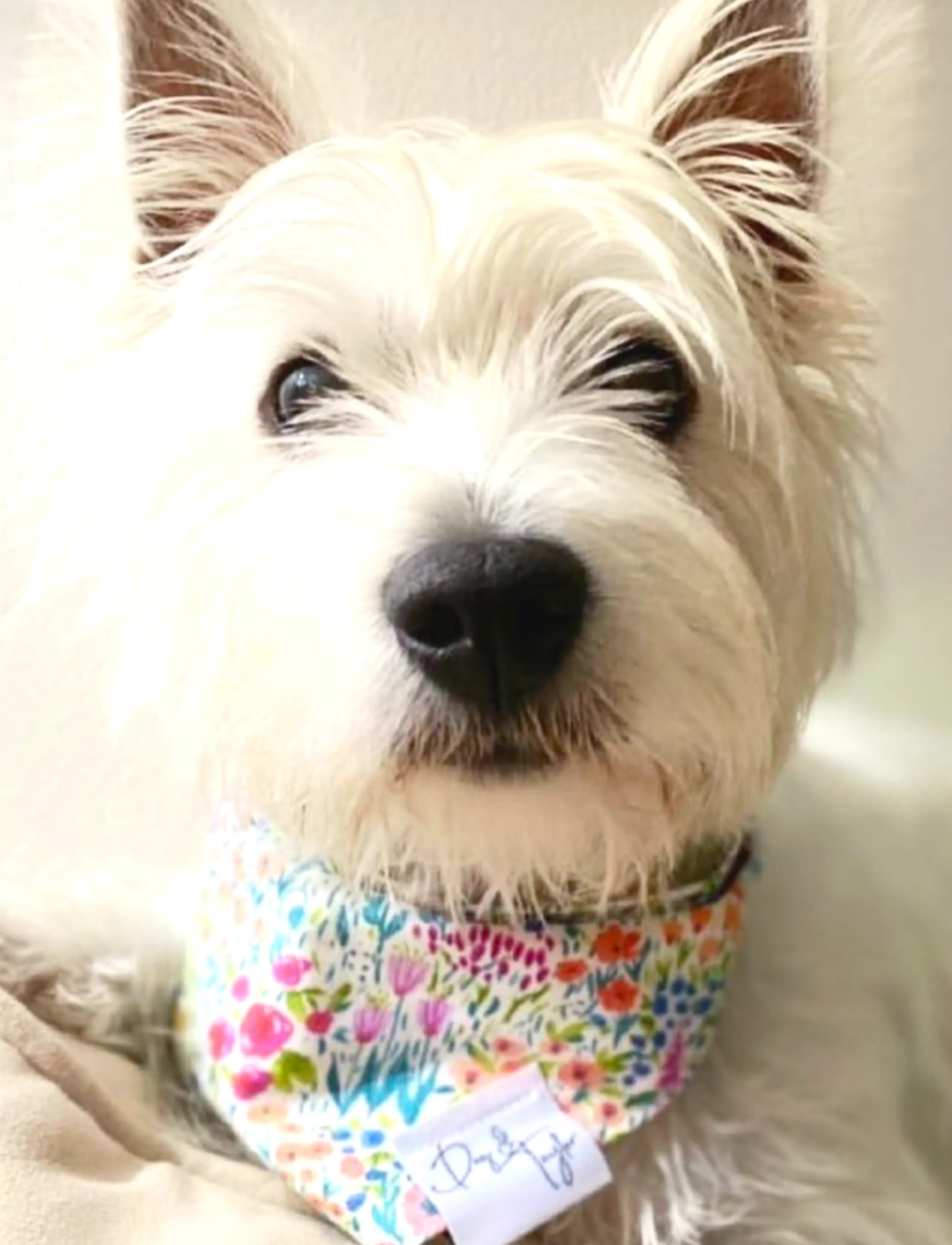 Spring Flowers Bandana